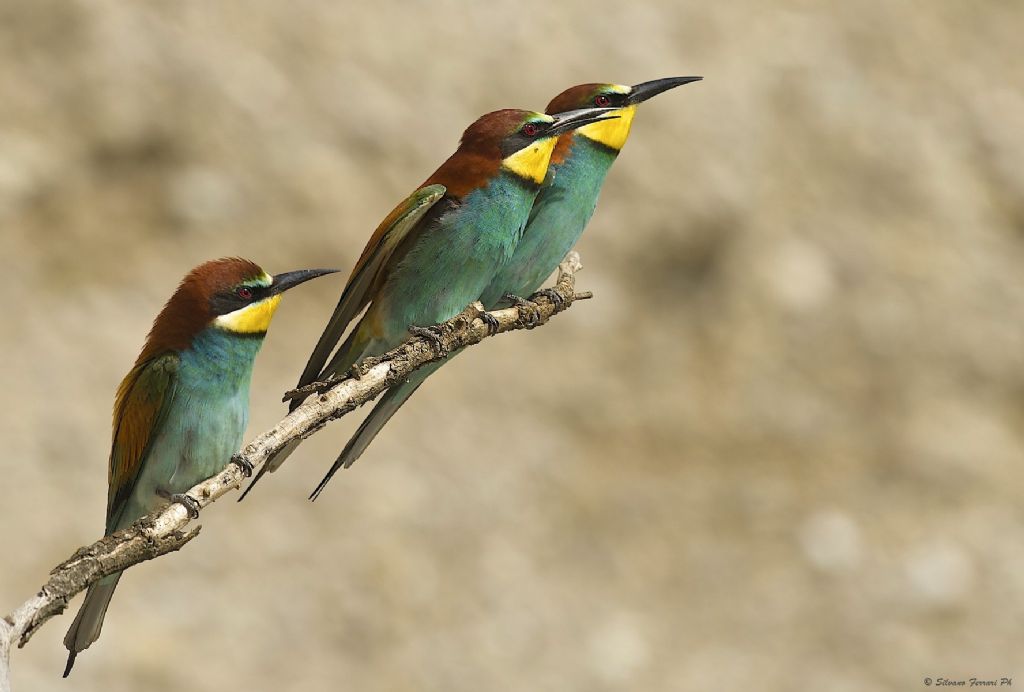 Sono arrivati anche qui...